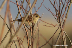 Chiffchaff