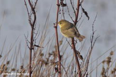 Chiffchaff