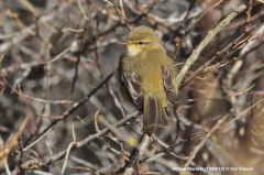 Willow Warbler