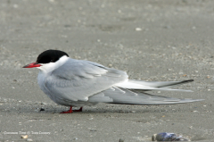 Common Tern