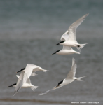 Sandwich Tern