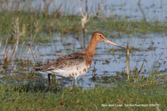 Black-tailed Godwit