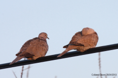 Collared Dove