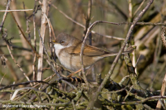 Whitethroat