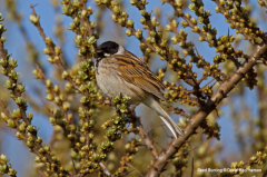 Reed Bunting