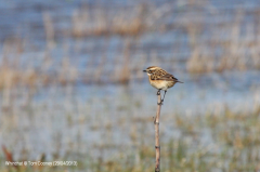 Whinchat