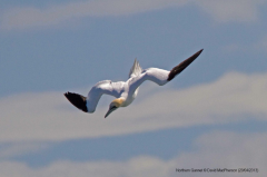 Gannet