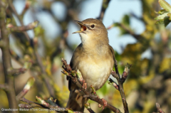 Grasshopper Warbler