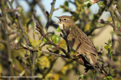 Grasshopper Warbler