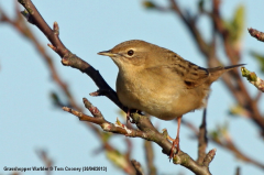 Grasshopper Warbler