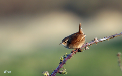 Wren