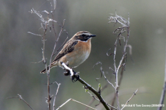 Whinchat