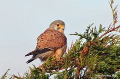 Kestrel 