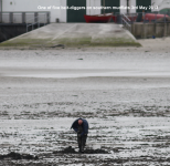 Bait digging southern mudflats