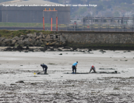 Bait digging southern mudflats