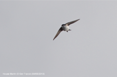 House Martin