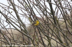 Yellow Wagtail