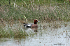 Wigeon