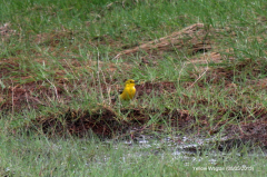 Yellow Wagtail