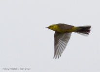 Yellow Wagtail