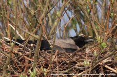 Hooded Crow