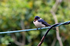 Swallow