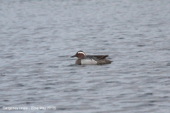 Garganey