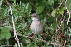 Whitethroat