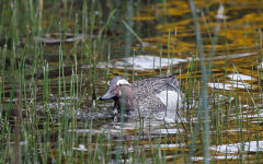 Garganey