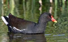 Moorhen