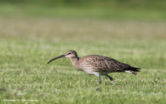 Whimbrel