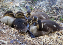 Mallard