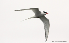 Arctic Tern