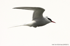 Arctic Tern