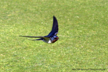 Barn Swallow