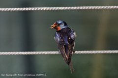 Barn Swallow