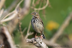 Meadow Pipit