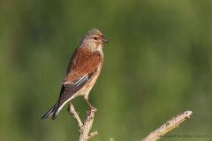 Linnet