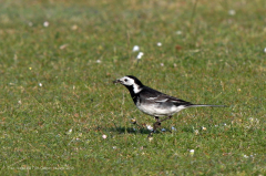 Pied Wagtail