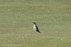 Mistle Thrush