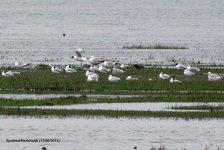 Spotted Redshank