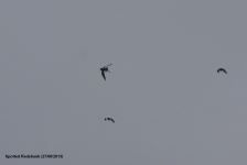 Spotted Redshank