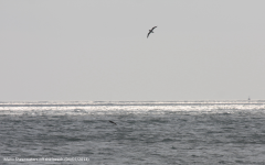 Manx Shearwater