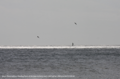 Manx Shearwater