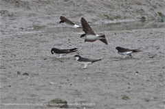 House Martin