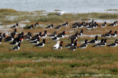 Oystercatcher