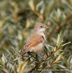 Whitethroat