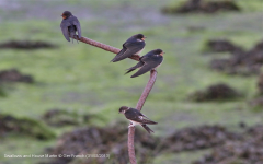 Swallows and House Martin
