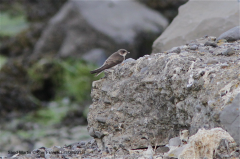 Sand Martin