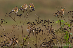 Goldfinch